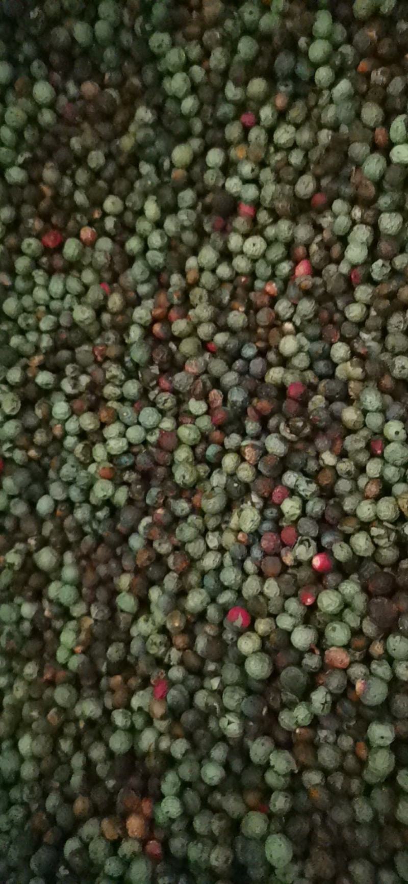 黄连木种子