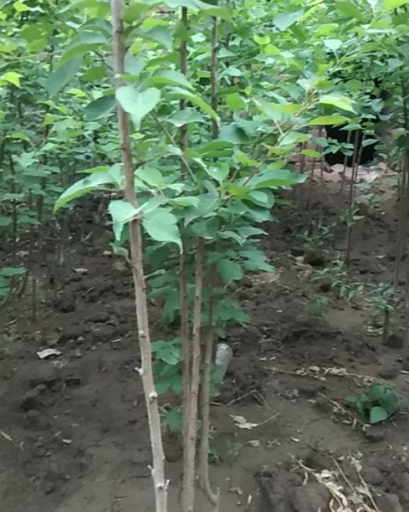 各种嫁接新品种果树苗