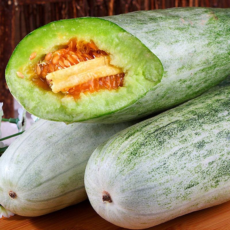 《牛》沧州青县羊角蜜甜瓜，博洋九号！61，91，白糖罐！