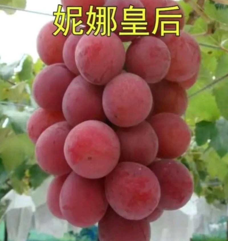 【优选】妮娜皇后葡萄苗，天然无核，包品种，包技术指导
