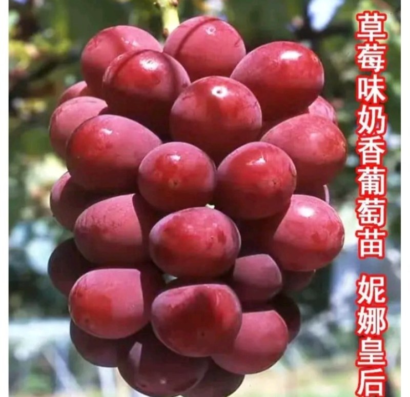 【优选】妮娜皇后葡萄苗，天然无核，包品种，包技术指导