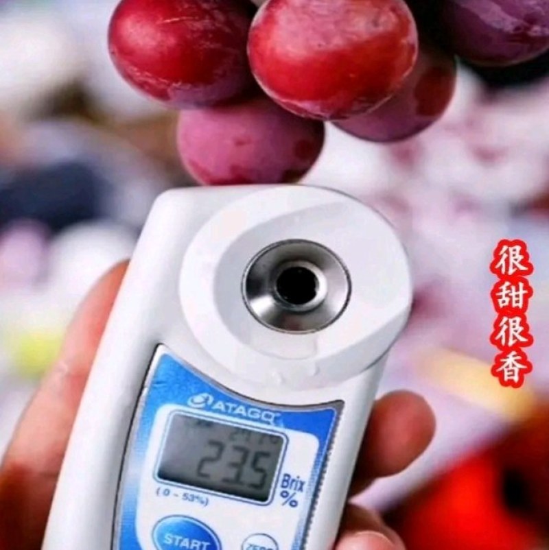 【优选】妮娜皇后葡萄苗，天然无核，包品种，包技术指导