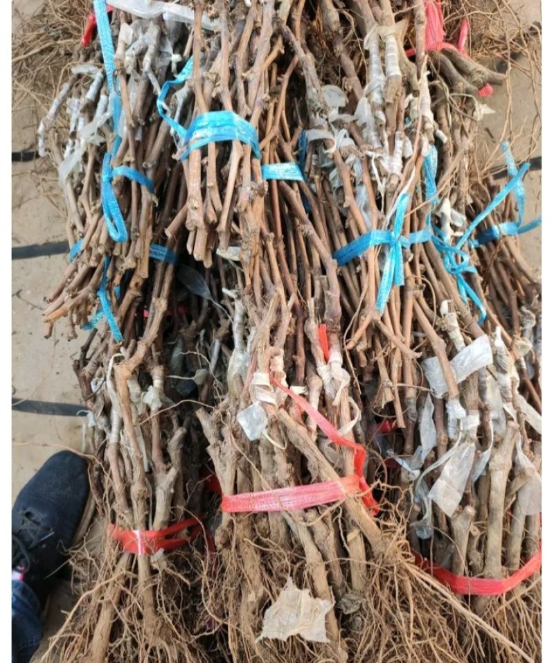 【优选】妮娜皇后葡萄苗，天然无核，包品种，包技术指导