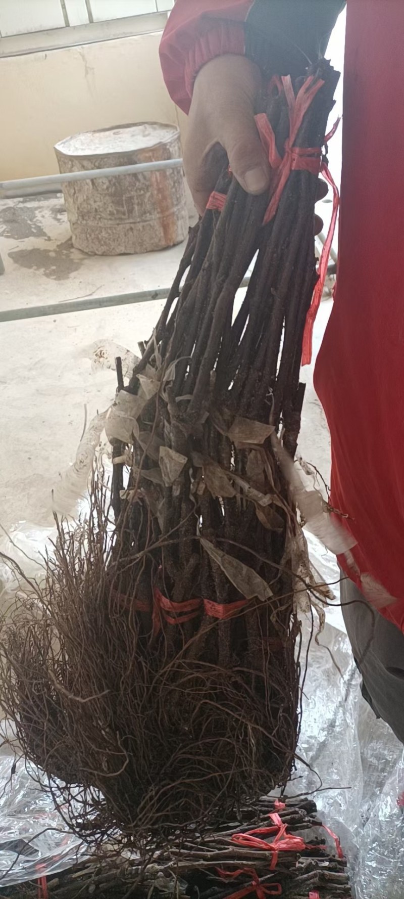 【优选】妮娜皇后葡萄苗，天然无核，包品种，包技术指导