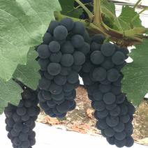 精品夏黑葡萄，湖北省公安县各种葡萄陆续上市了！
