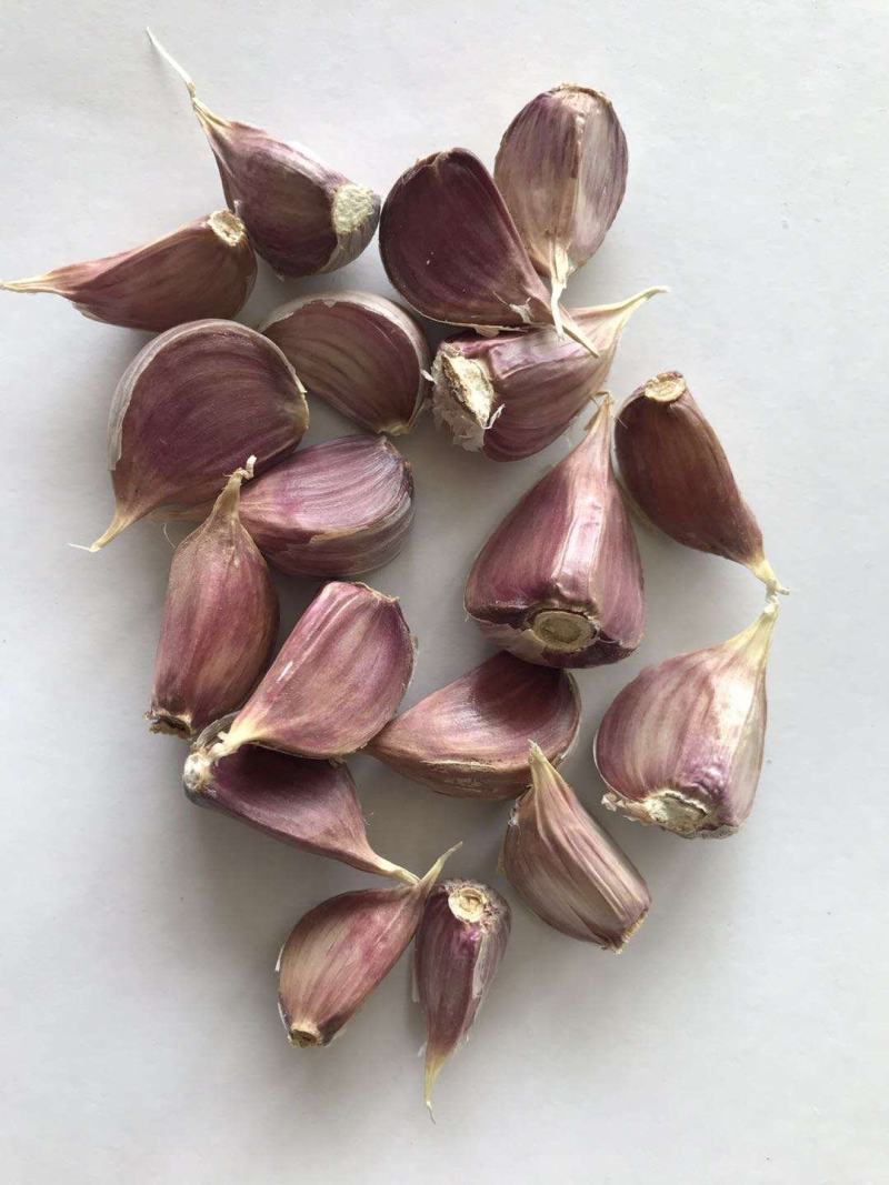 川蒜种，苔蒜种，红根蒜苗种子，基地直供，实力说话