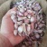 川蒜种，苔蒜种，红根蒜苗种子，基地直供，实力说话