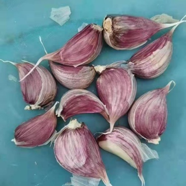 川蒜种，苔蒜种，红根蒜苗种子，基地直供，实力说话