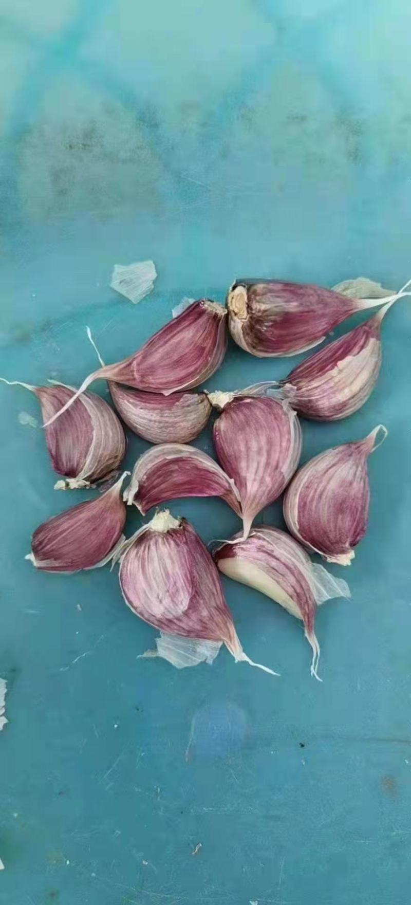 川蒜种，苔蒜种，红根蒜苗种子，基地直供，实力说话