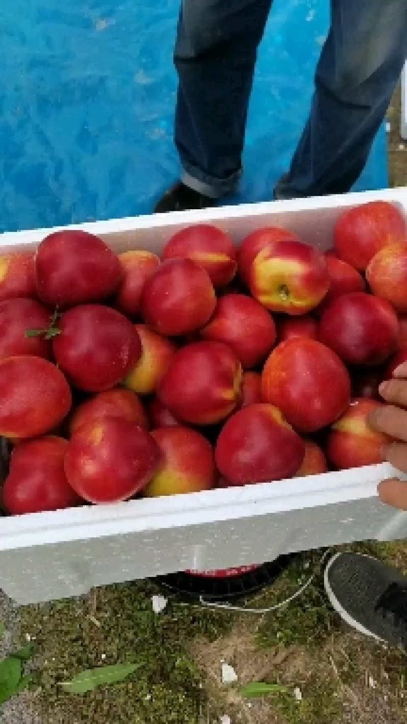 【推荐】大棚油桃产地发货品种齐全口感脆甜欢迎来电订购！