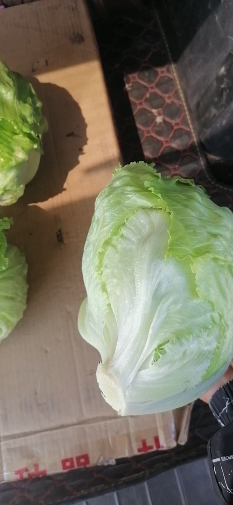 生菜上市