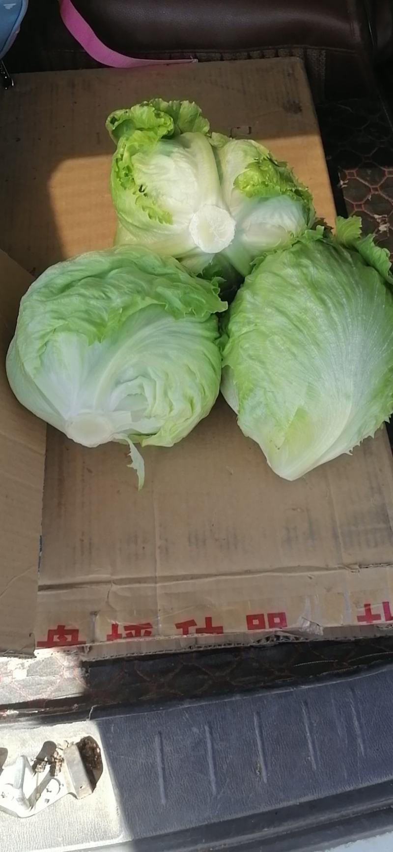 生菜上市