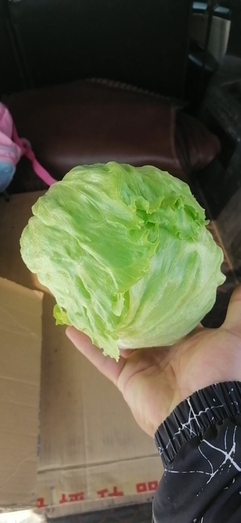 生菜上市
