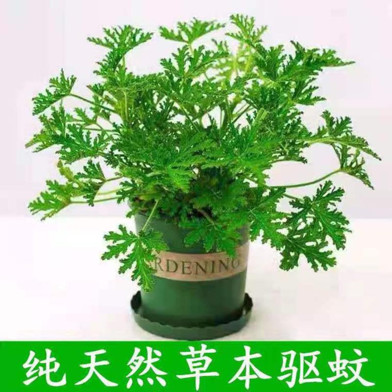 批发驱蚊草盆栽植物室内防蚊净化空气食蚊草