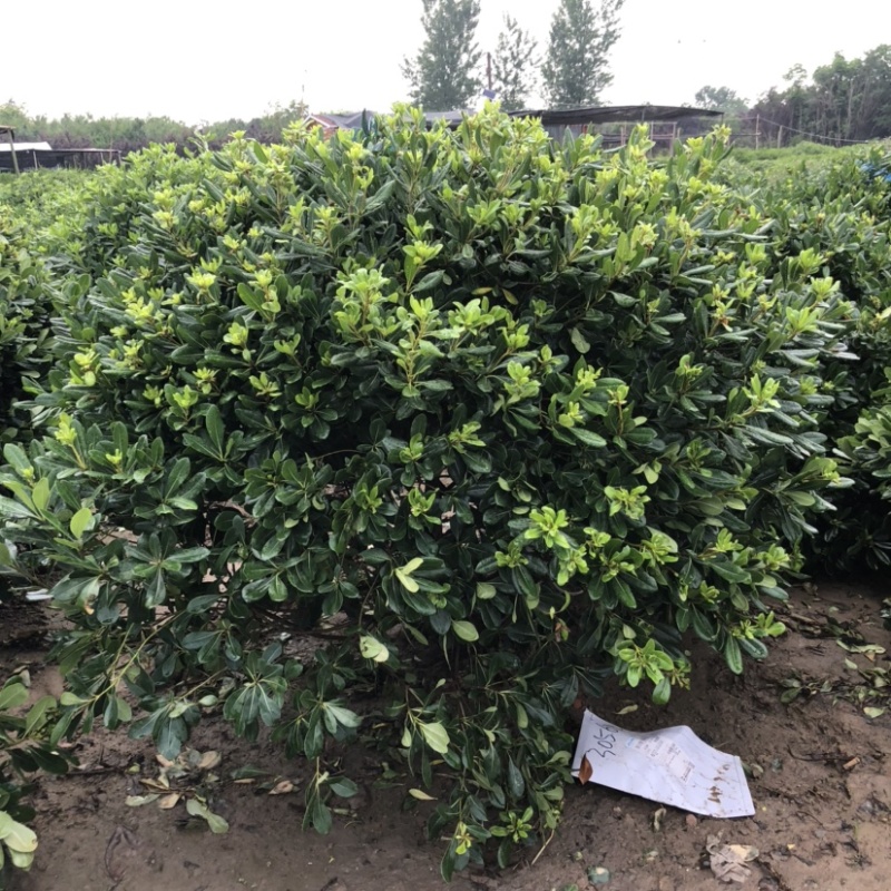 江苏沭阳海桐球苗圃供应量大直销保证质量