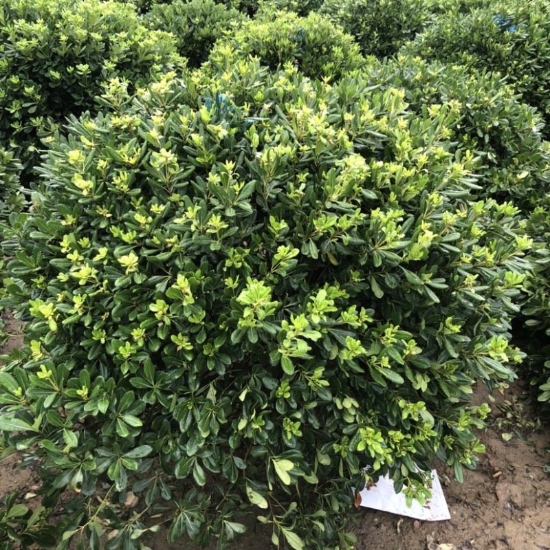 江苏沭阳海桐球苗圃供应量大直销保证质量