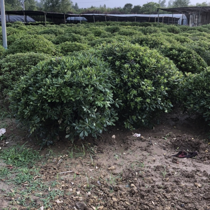 江苏沭阳海桐球苗圃供应量大直销保证质量