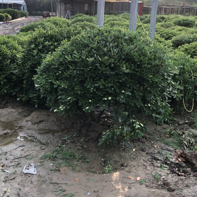 江苏沭阳海桐球苗圃供应量大直销保证质量