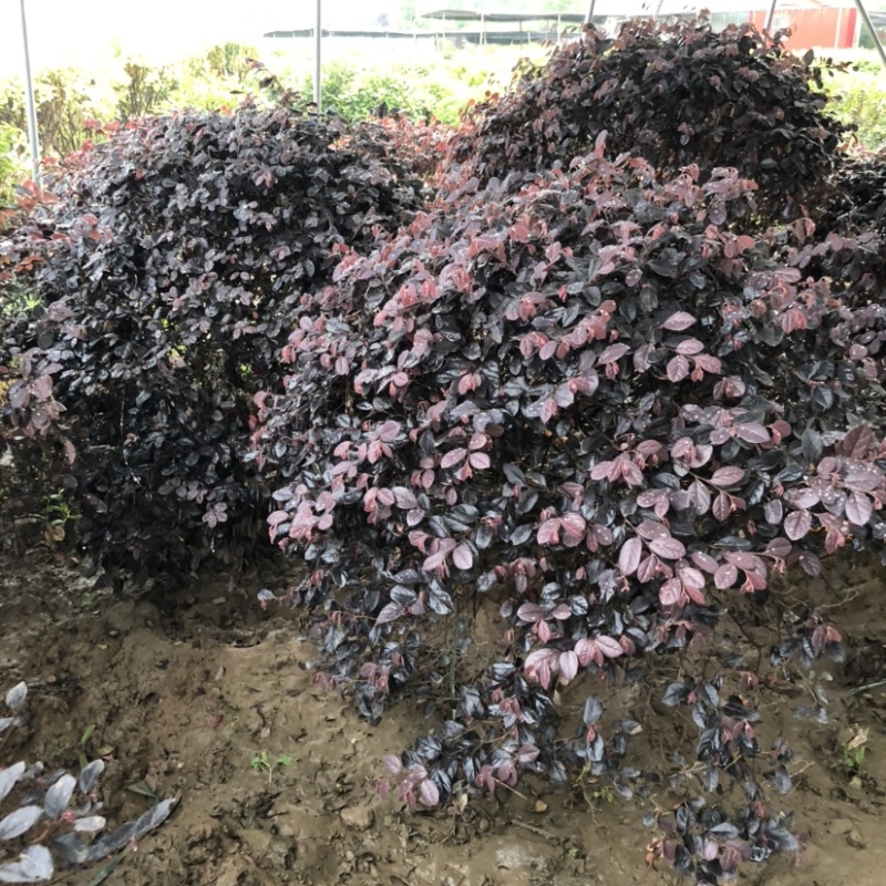1.2米-2米红花继木球绿化工程苗保质保量
