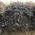 1.2米-2米红花继木球绿化工程苗保质保量