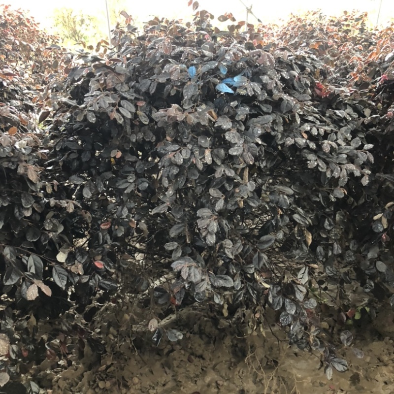 1.2米-2米红花继木球绿化工程苗保质保量