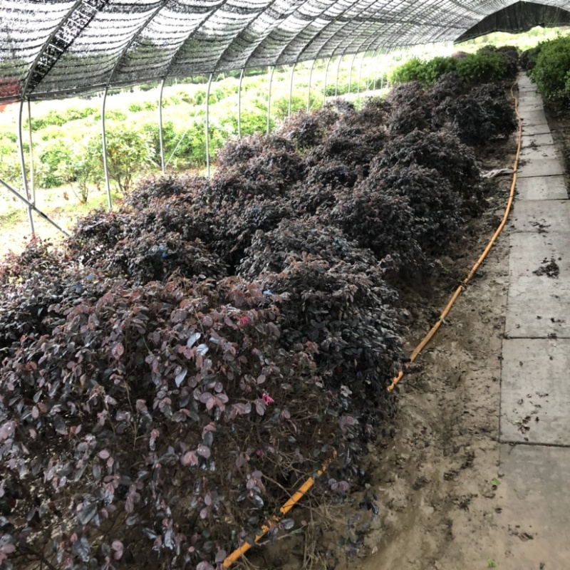 1.2米-2米红花继木球绿化工程苗保质保量