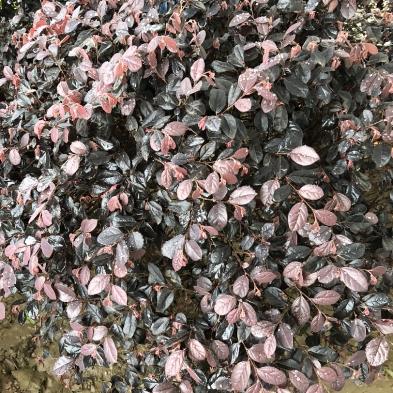 1.2米-2米红花继木球绿化工程苗保质保量