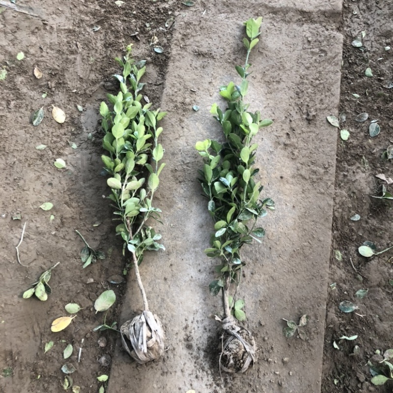 冬青苗绿化工程苗带土球苗圃量大供应保证质量