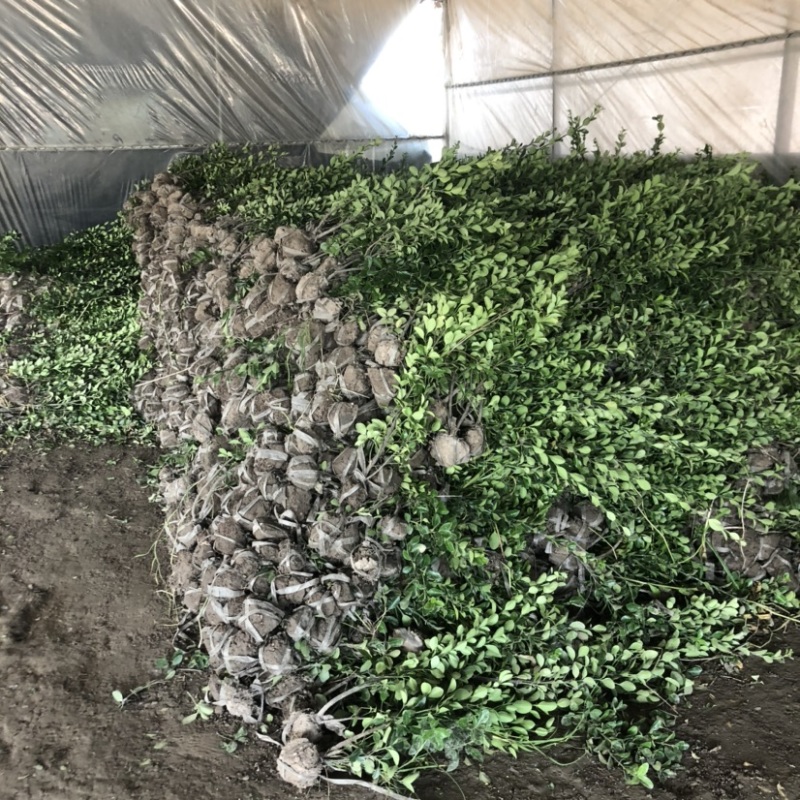 冬青苗绿化工程苗带土球苗圃量大供应保证质量