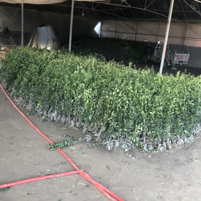 冬青苗绿化工程苗带土球苗圃量大供应保证质量