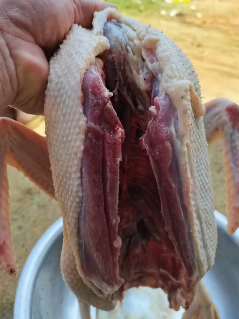 白条鸭