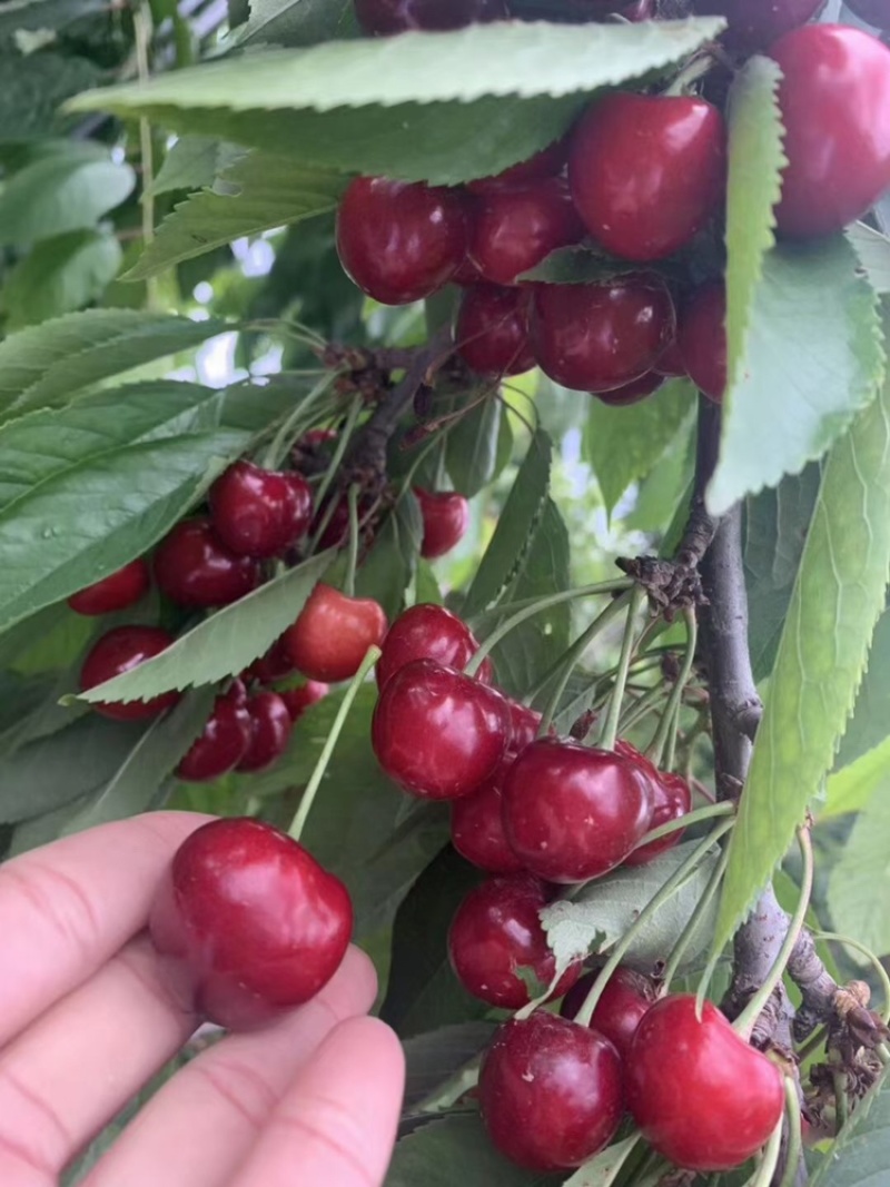 樱桃树苗俄罗斯8号红灯沙蜜豆品质保证价格优