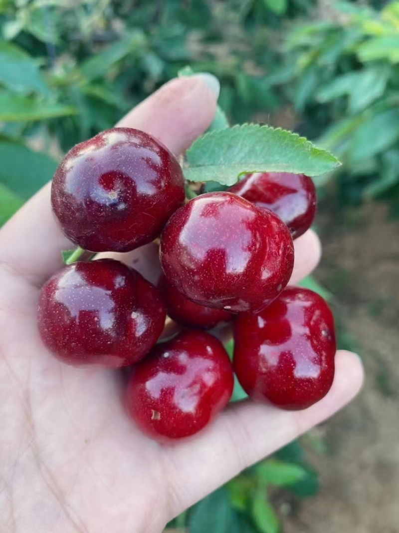 樱桃树苗俄罗斯8号红灯沙蜜豆品质保证价格优