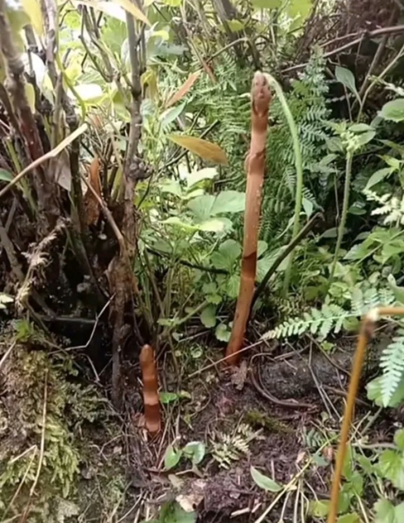 天麻。野生天麻。高海拔天麻……四川大凉山野生天麻。乌天麻