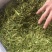 安吉白茶批发新茶正宗产地明前安吉白特级绿茶