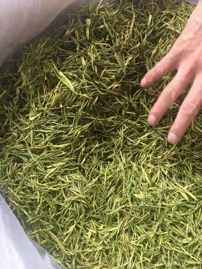 安吉白茶批发新茶正宗产地明前安吉白特级绿茶