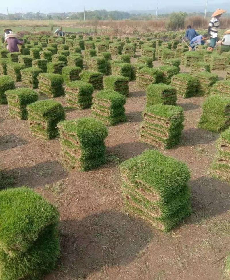 台湾青/结缕草