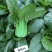 珍品66青菜种子耐热好吃束腰青梗菜种子原装发货