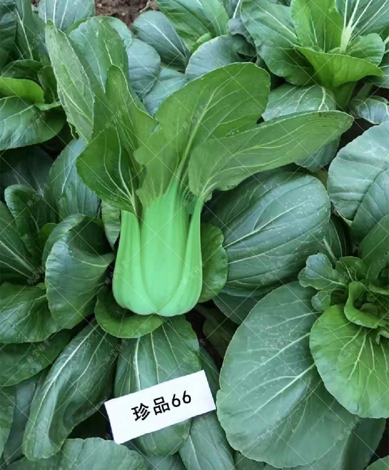 珍品66青菜种子耐热好吃束腰青梗菜种子原装发货
