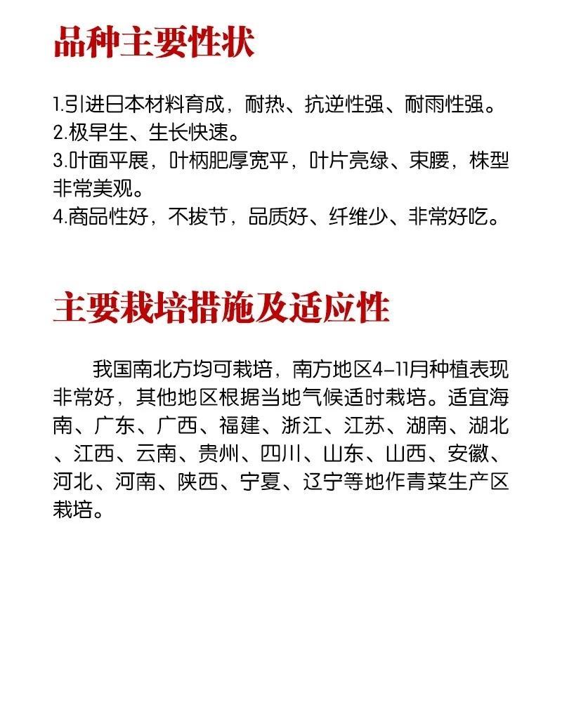 珍品66青菜种子耐热好吃束腰青梗菜种子原装发货