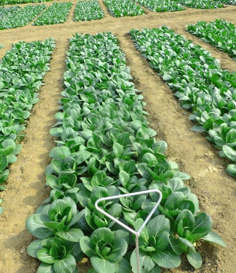 珍品66青菜种子耐热好吃束腰青梗菜种子原装发货