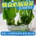 盐渍裙带菜海白菜海藻菜海带裙带菜凉拌菜麻辣烫火锅食材产地