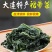 盐渍裙带菜海白菜海藻菜海带裙带菜凉拌菜麻辣烫火锅食材产地