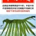 盐渍裙带菜海白菜海藻菜海带裙带菜凉拌菜麻辣烫火锅食材产地