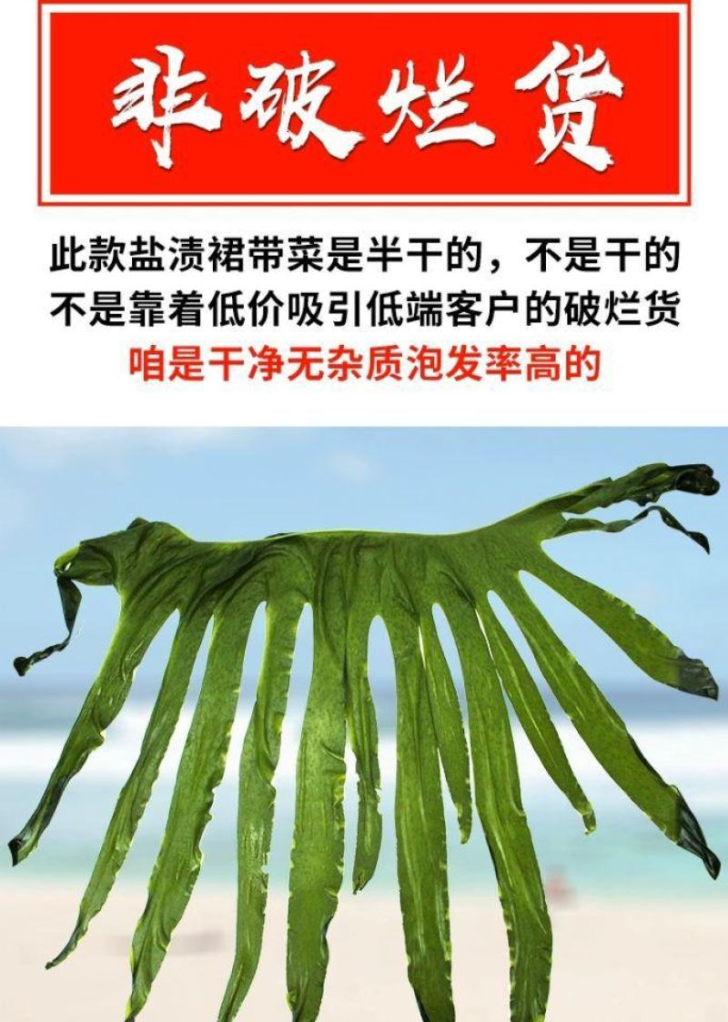 盐渍裙带菜海白菜海藻菜海带裙带菜凉拌菜麻辣烫火锅食材产地