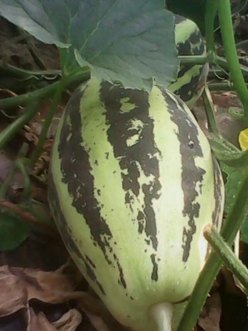 甜瓜