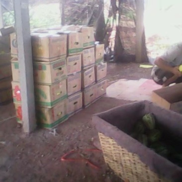 甜瓜