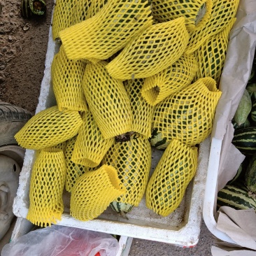 博洋九暖棚头茬，九成熟了
