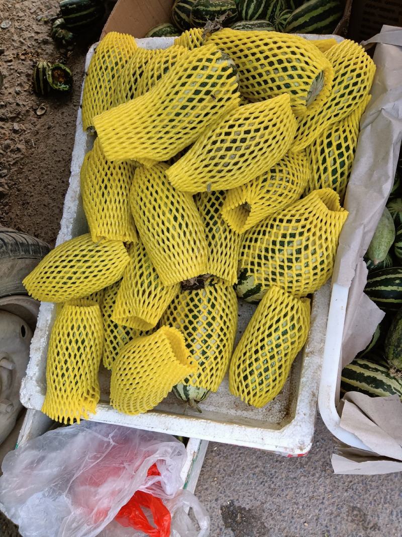 博洋九暖棚头茬，九成熟了