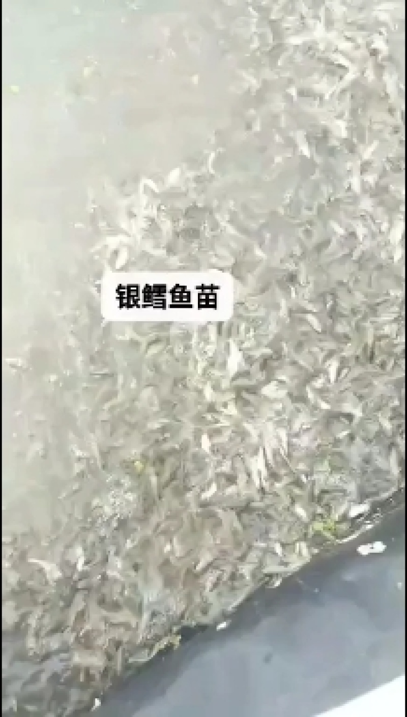 大鳞鲃银鳕鱼【诚信经营、保质保量、质量求生】